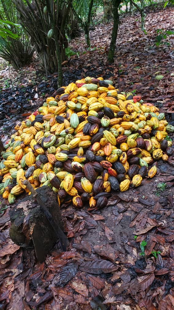 Cocoa Farm